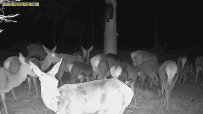 Cebadero automático para caza Moultrie All In One II Original